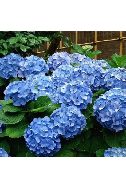 Кристали сульфату алюмінію для гортензій.